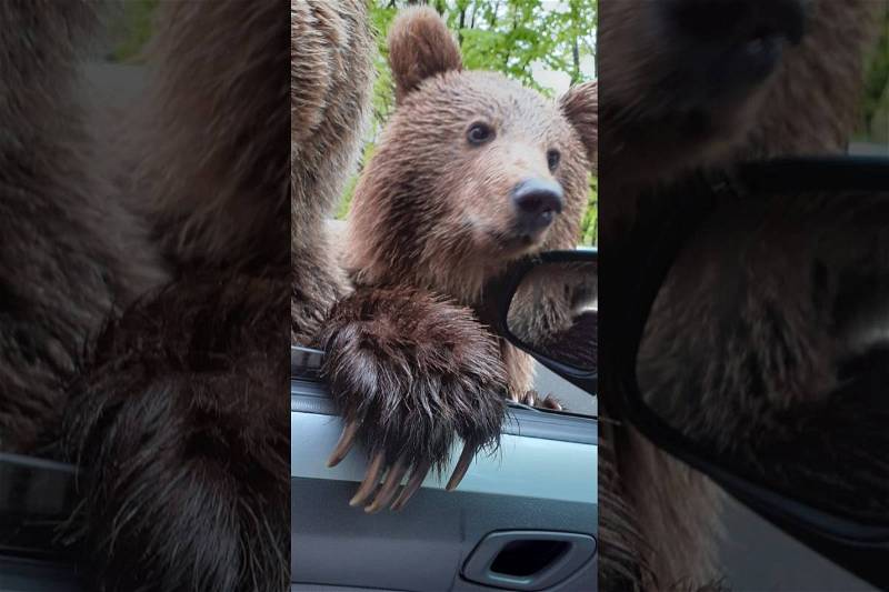 Bear Selfie Gone Bad: Bear Bites Tourist Through Car Window [Video]