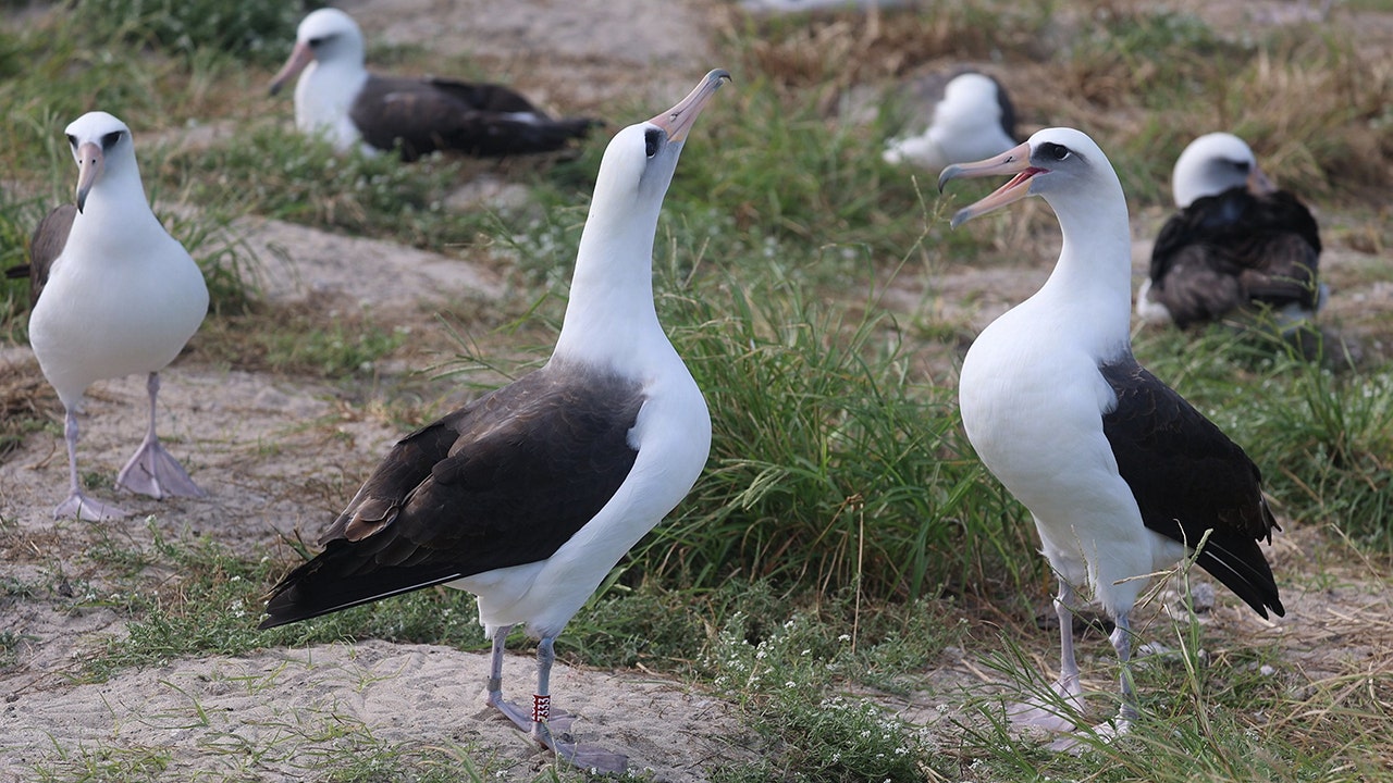 World’s oldest known wild bird, Wisdom, is spotted courting new suitors [Video]