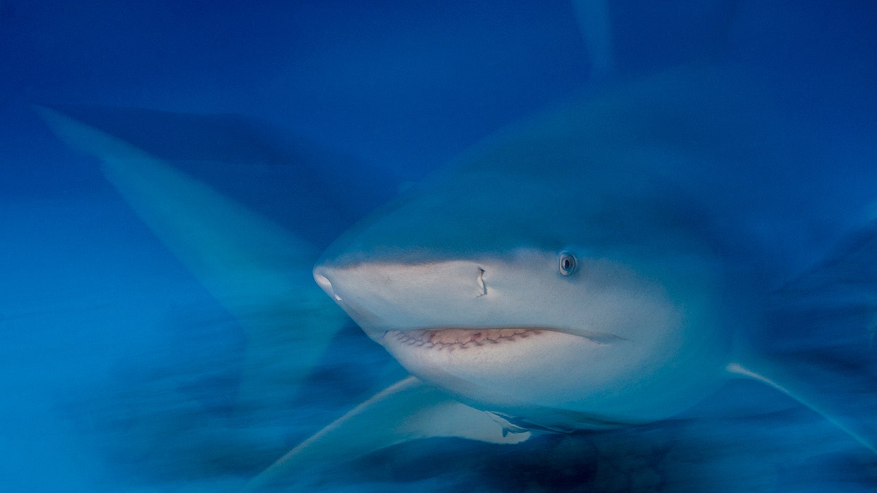British tourist has hand, thigh severed after being mauled by bull shark in Caribbean [Video]