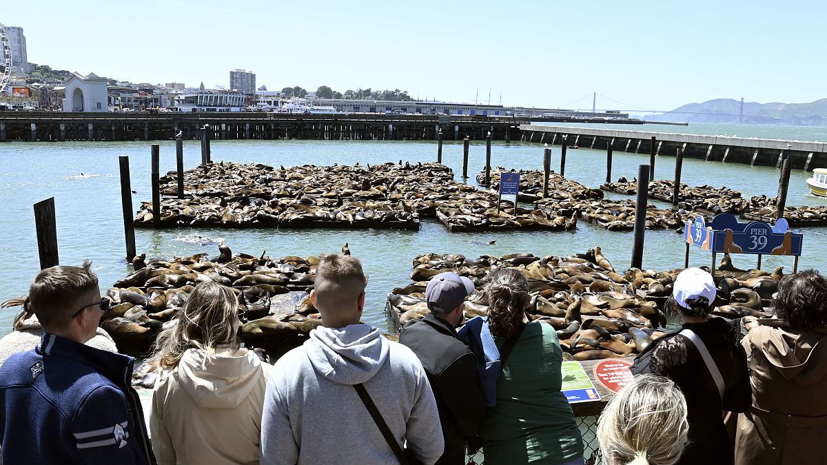 Video. Sea Lions’ Spectacular Return Brings Joy to San Francisco’s pier 39 [Video]