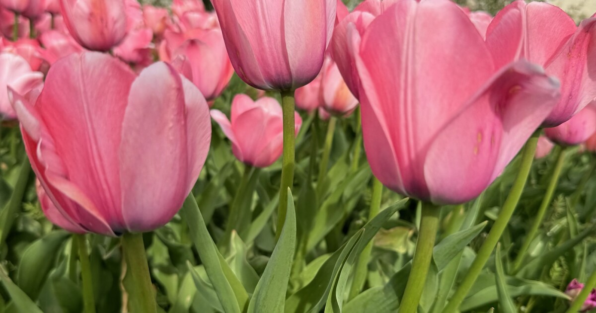 Tulip Time 2024: Your ultimate guide to festival events, activities [Video]