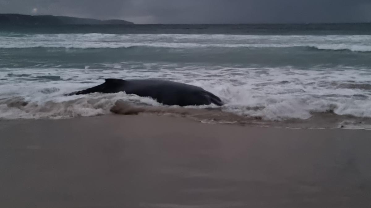 Shark alert issued for Ocean Beach Surfing Spot in Denmark after sick humpback whale stranded itself and died [Video]