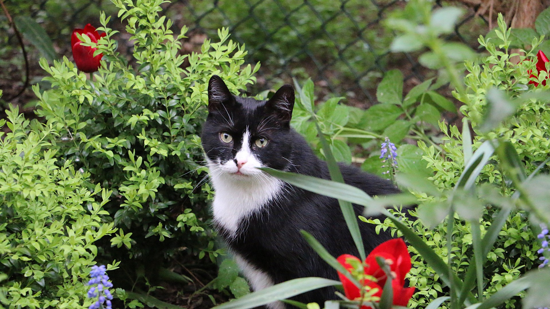 How to stop cats pooing in garden: 1.50 plant from B&Q that cats ‘hate’ [Video]