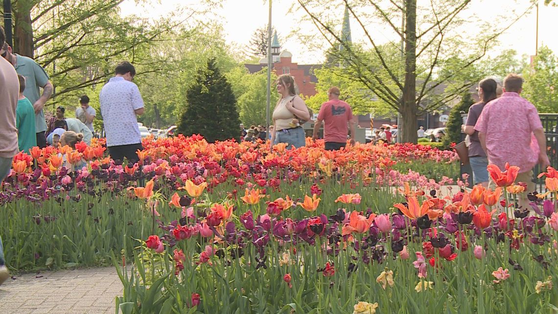 Tulip Time kicks off with Dutch culture, tulips on full display [Video]