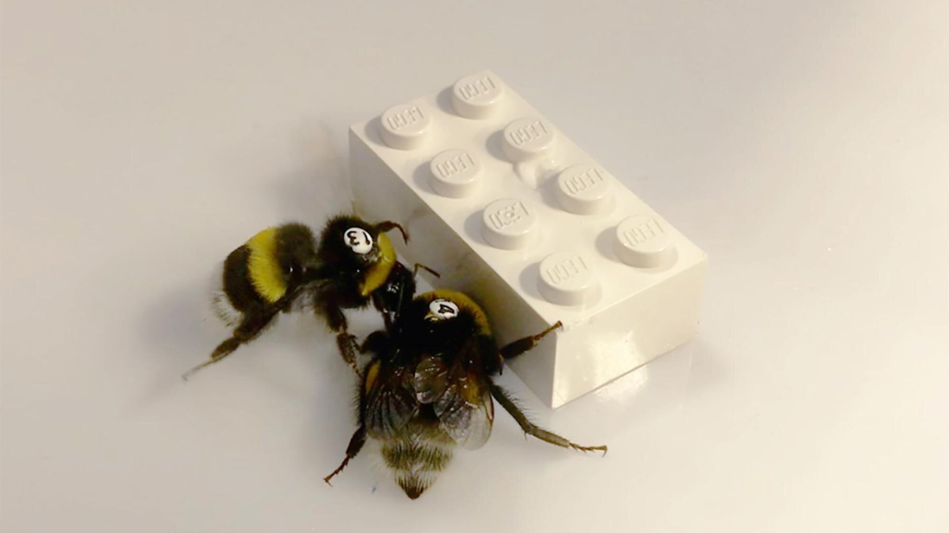 Watch how bumblebees push Lego blocks showing super teamwork skills [Video]