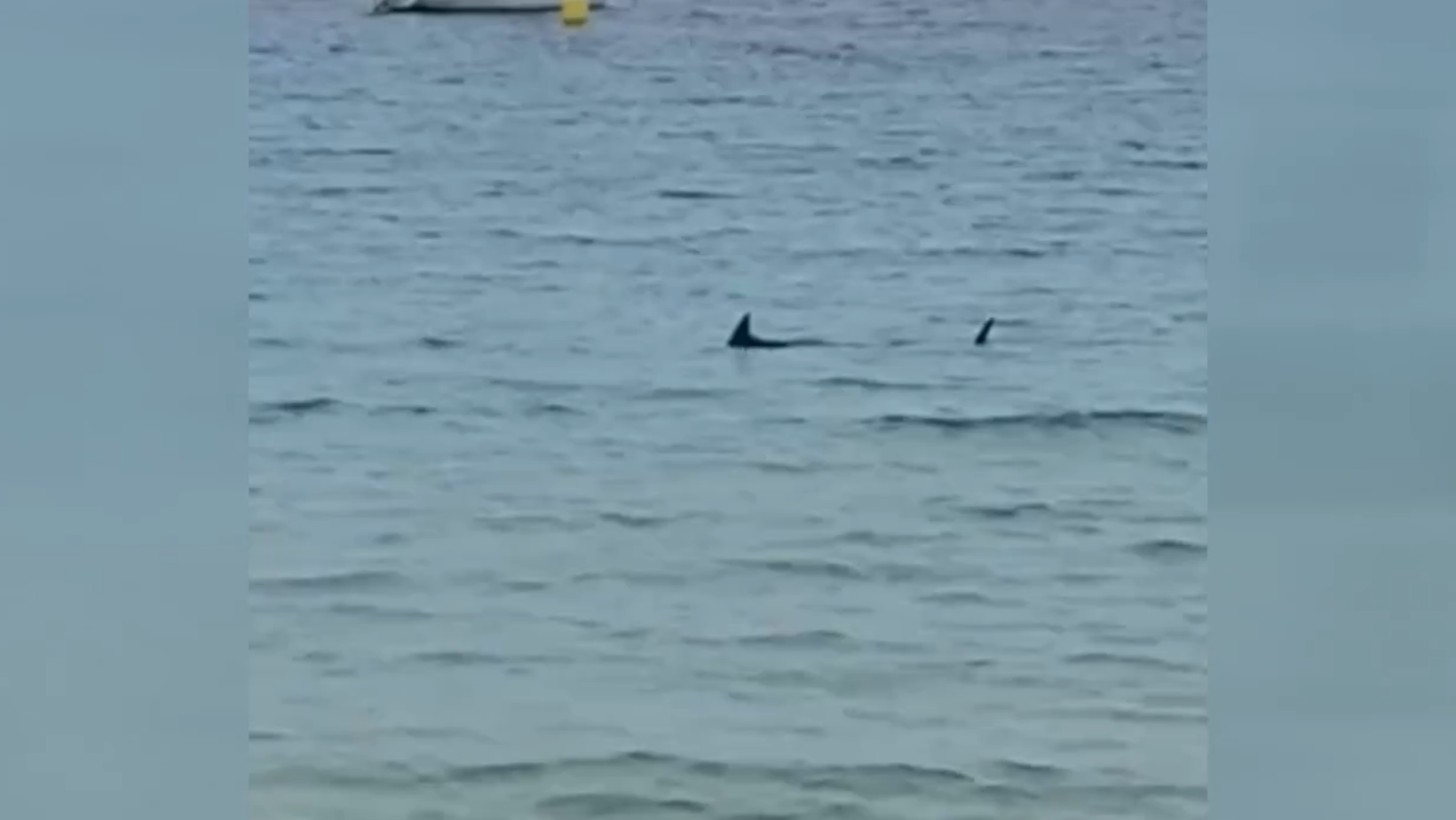 Shark forces beach closure in Spain: Lifeguards hoist red flag after spotting seven foot creature in the water [Video]
