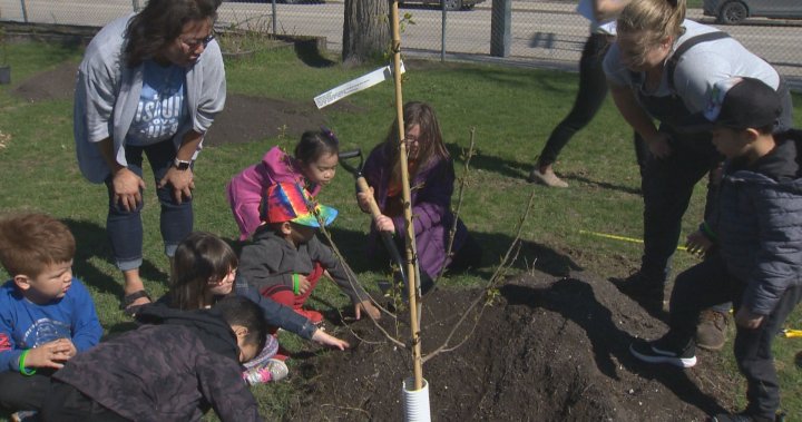 Greenway School a little greener with 51 new trees – Winnipeg [Video]