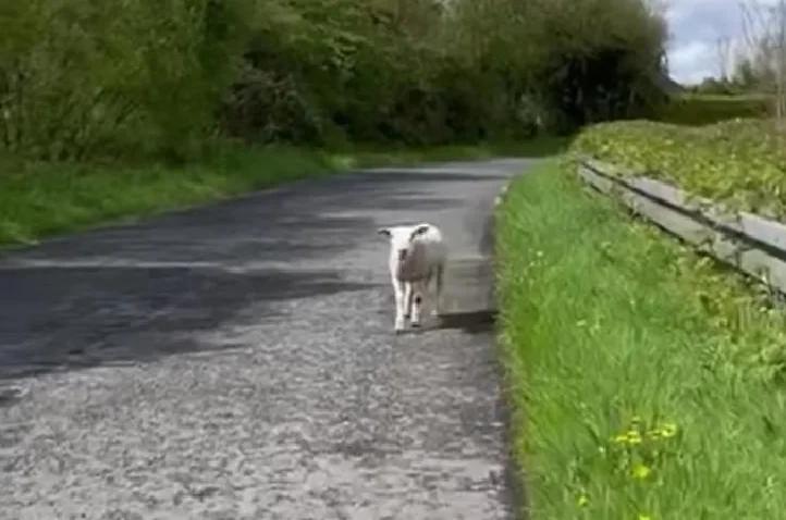 Watch: Pet goat helps rescue loose sheep in Ireland [Video]