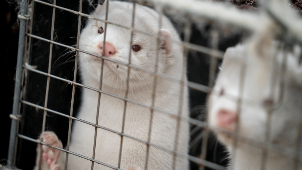 B.C. Supreme Court dismisses mink farms’ lawsuits [Video]