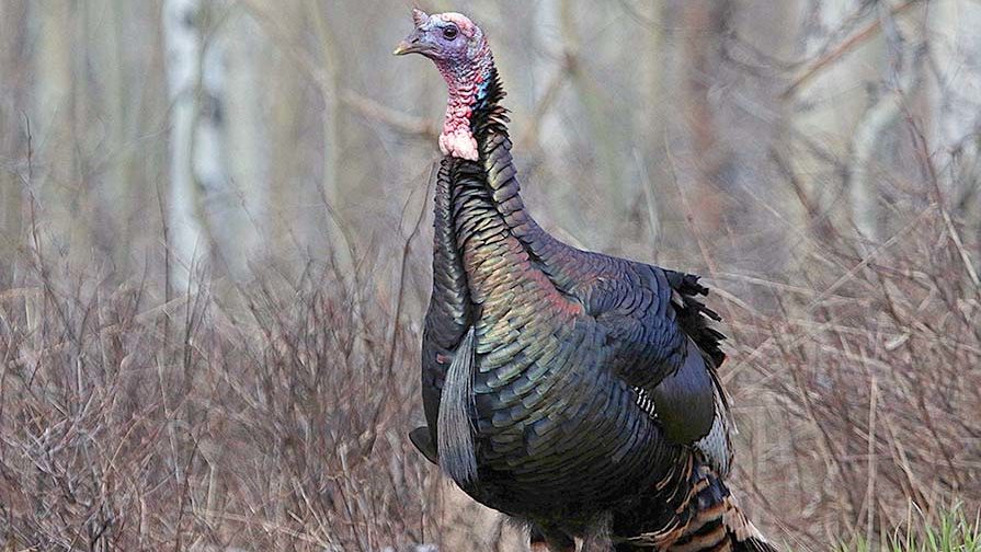 Utah wild turkey hunting is still open  for only a few more weeks [Video]