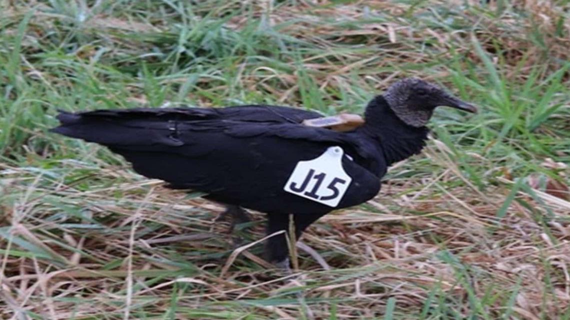 AGFC asks for help spotting black vultures [Video]