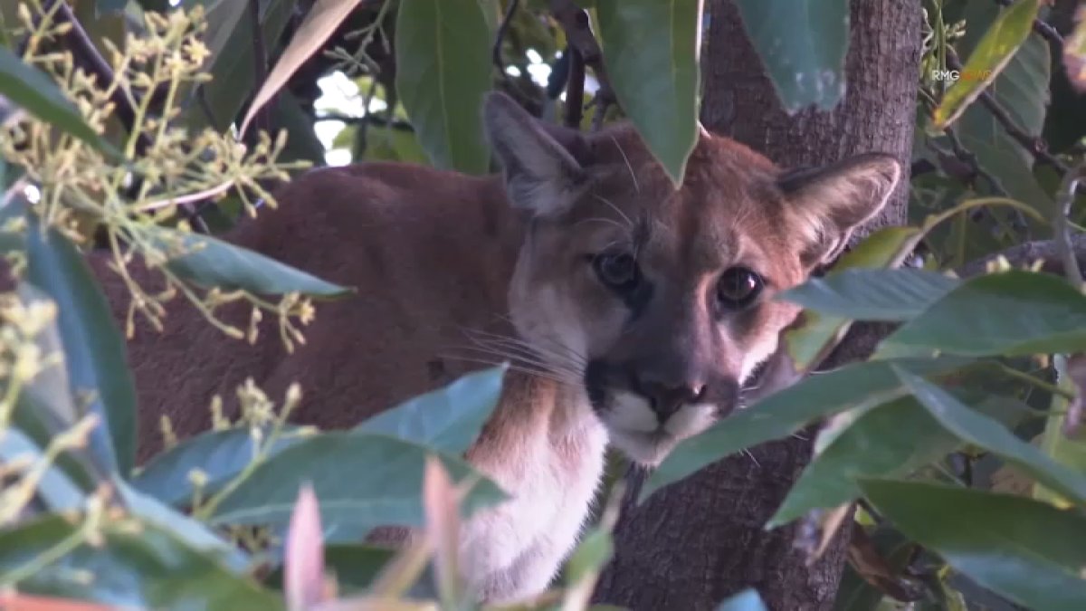 Mountain lion spotted lurking on tree of Woodland Hills home  NBC 7 San Diego [Video]