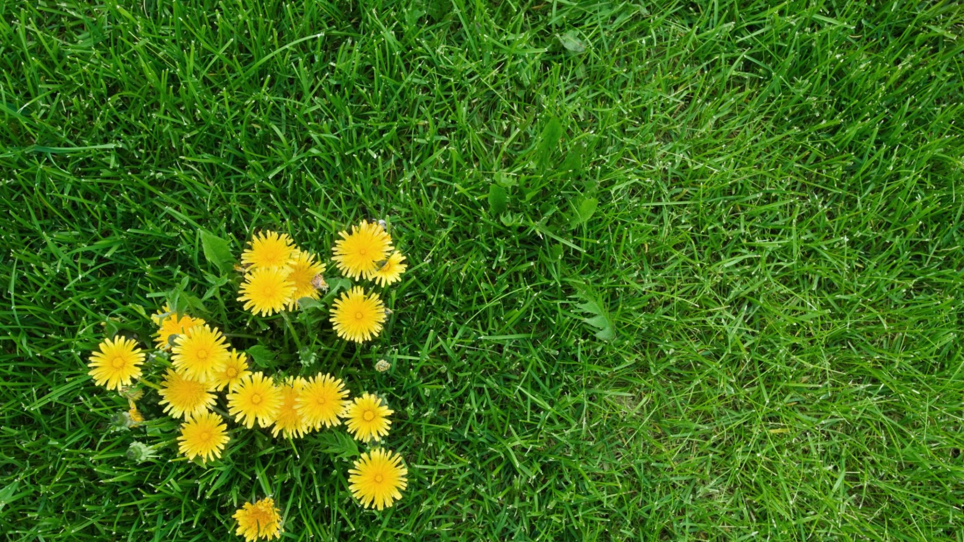 Four clever ways to get rid of dandelions for good in your garden without breaking the bank [Video]
