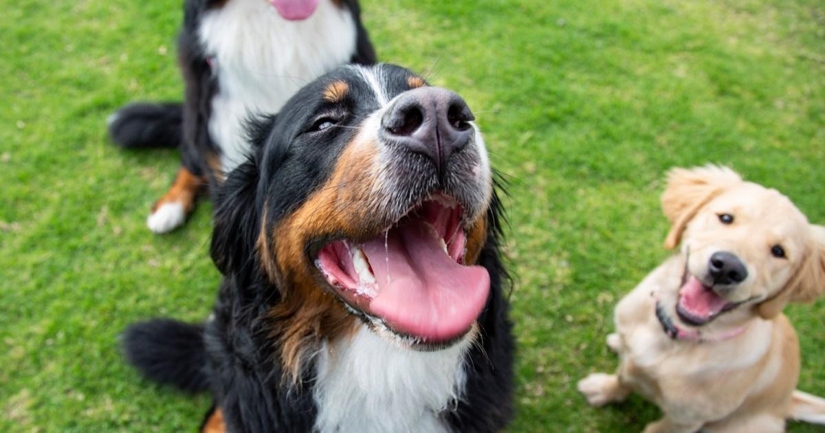 These are the most popular dog names of 2024 according to their breed [Video]