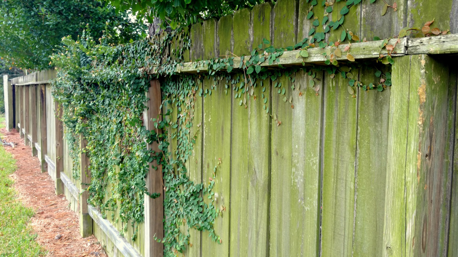 All the green vanished overnight cleaning whizz raves about magic product that banishes algae from wooden fences [Video]