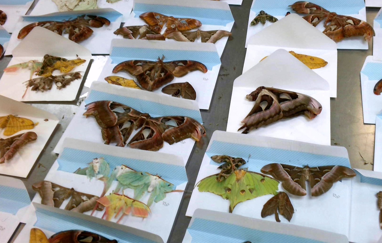 Someone tried to import 60 dead butterflies into Pa. illegally [Video]