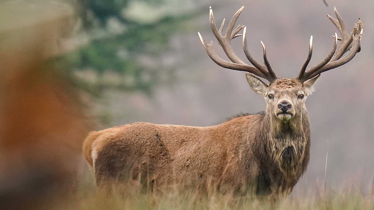 Serve VENISON in schools and hospitals to help control deer population, Tory MPs tell government as they warn ‘cheap and abundant homegrown meat’ championed by Jeremy Clarkson on Clarkson’s Farm is being sold abroad or thrown away [Video]