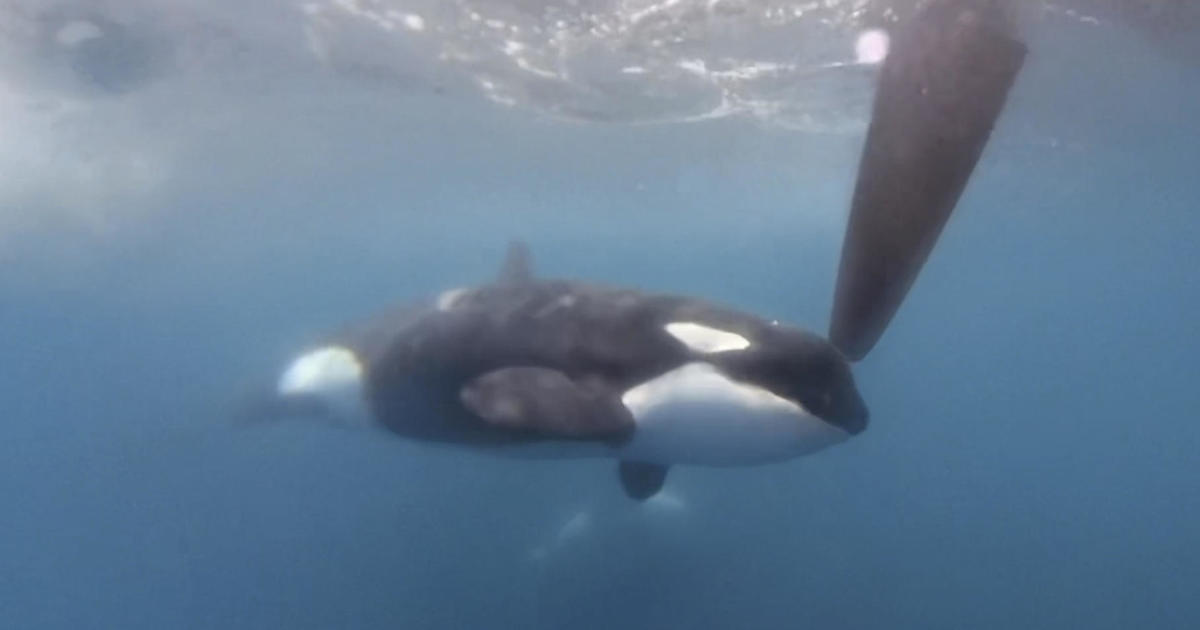 Killer whales attack and sink sailing yacht in the Strait of Gibraltar  again [Video]