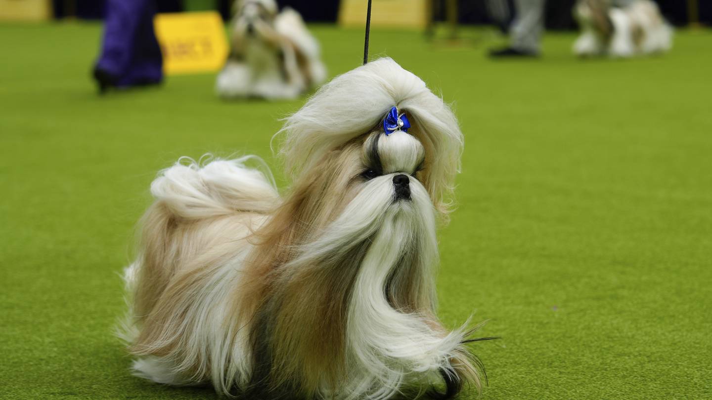 Westminster dog show is a study in canine contrasts as top prize awaits  Boston 25 News [Video]