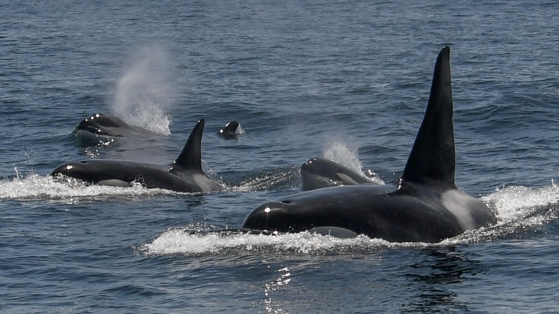 Killer whales attack, sink another yacht in Strait of Gibraltar [Video]