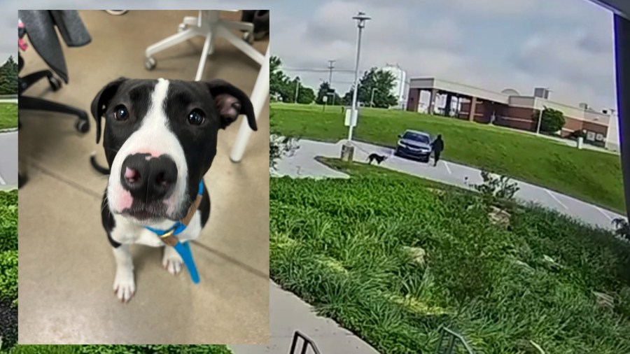 Dog abandoned, tied to light pole at York County SPCA [Video]