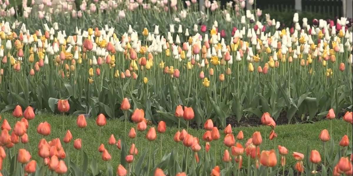 The 83rd annual Orange City Tulip Festival kicks off Thursday [Video]