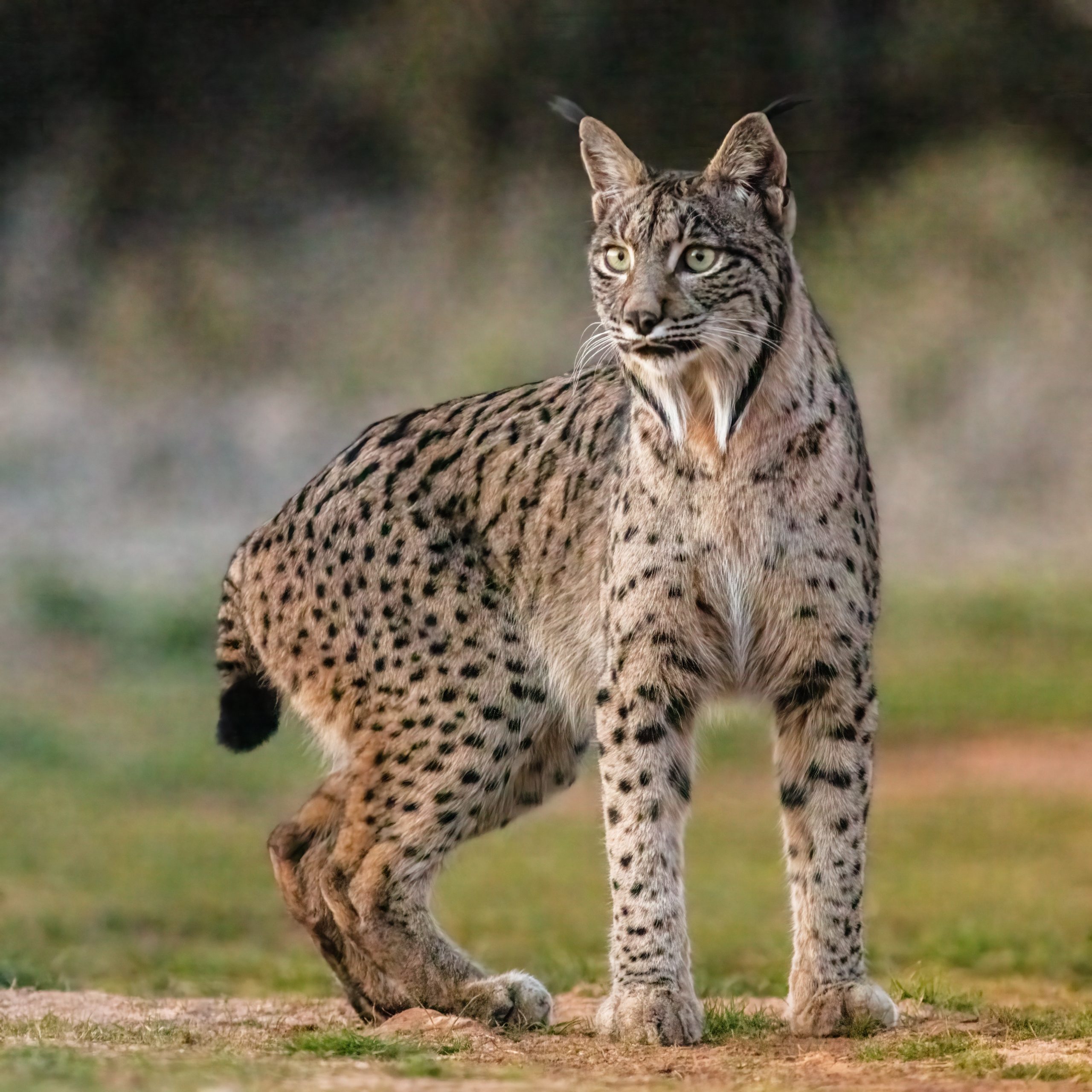 Lynx victory in Spain: Wild cat is almost free of risk of extinction after population surpasses 2,000 [Video]