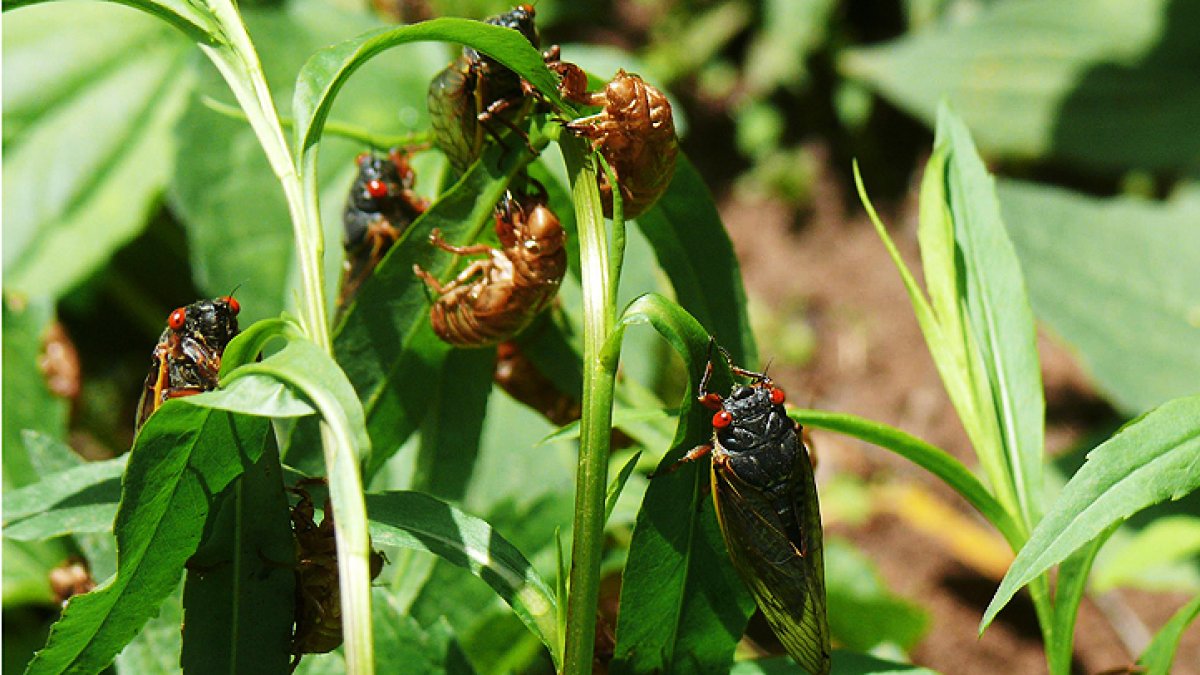 How does the cicada emergence work? Experts explain  NBC Chicago [Video]