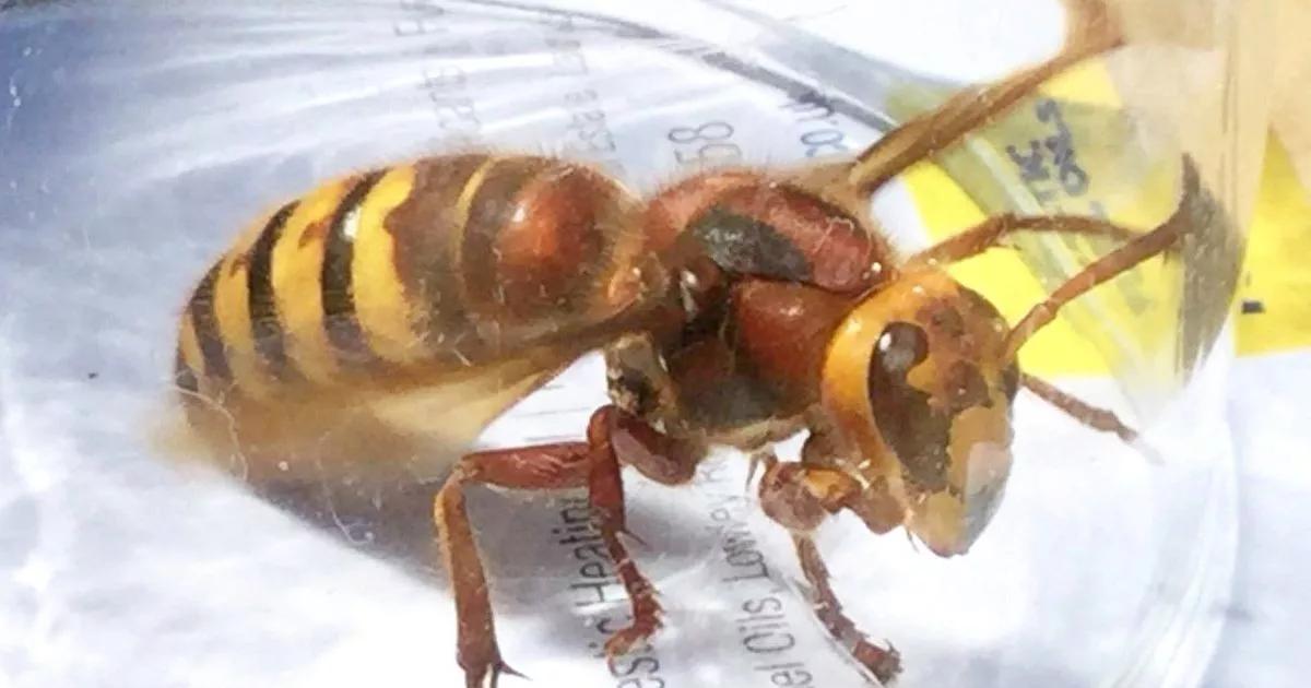 Asian Hornet attacked me and stung me under my eye in Somerset – Martin Hesp [Video]