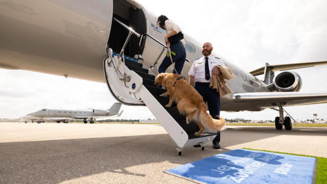 Bark Air, an airline for dogs, set to take its first flight [Video]