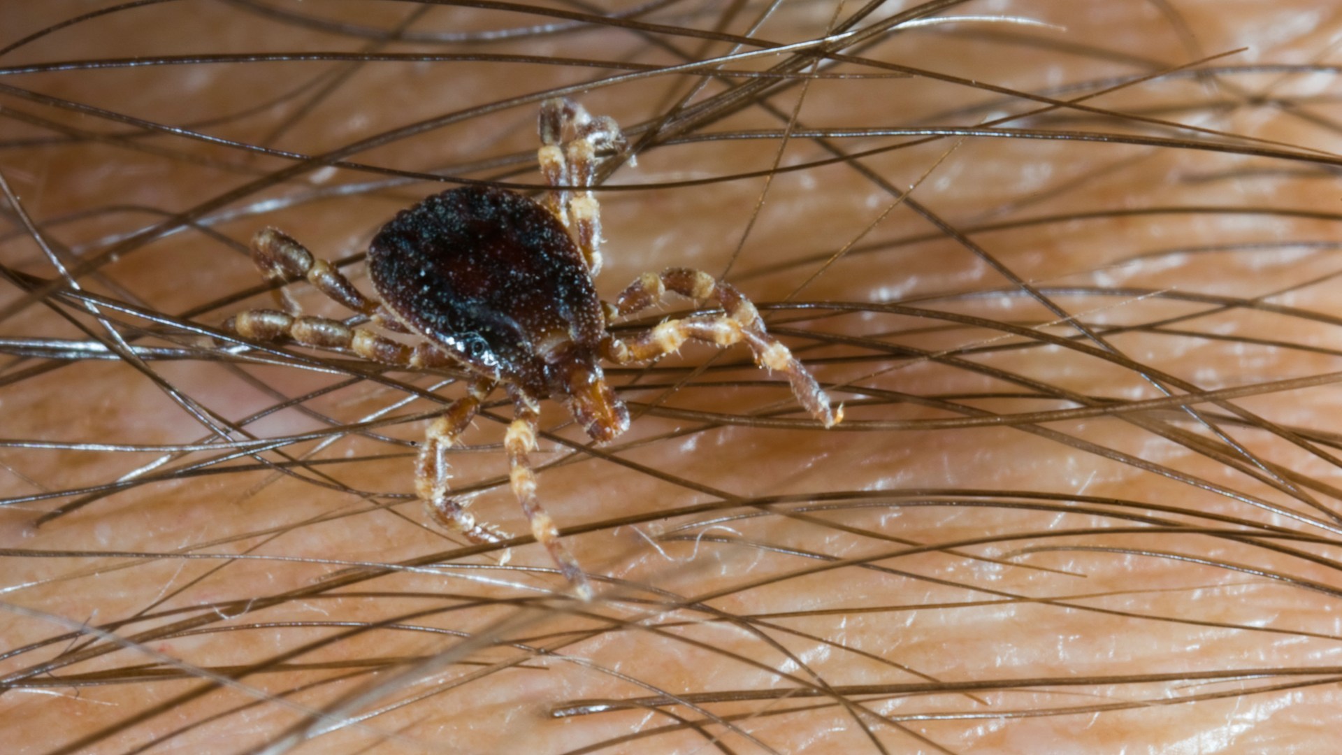 Plague of bloodsucking & disease spreading Monster Ticks infesting Brit holiday hotspots as they spread across Europe [Video]
