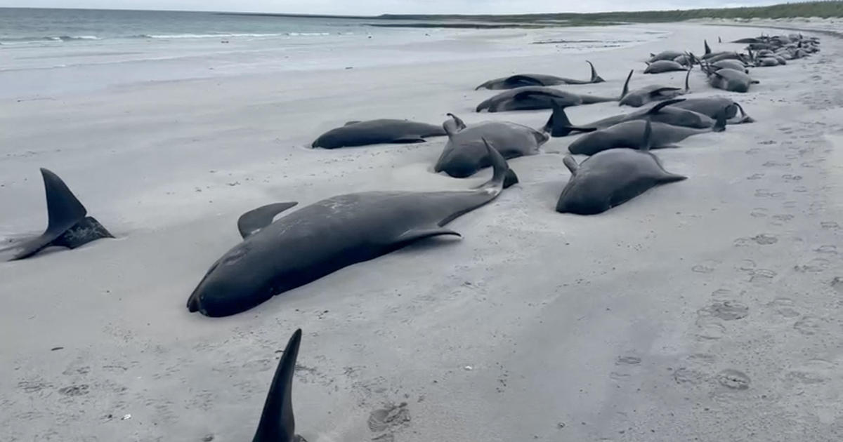 77 pilot whales die on Scotland beach in “one of the larger mass strandings” seen in U.K. [Video]