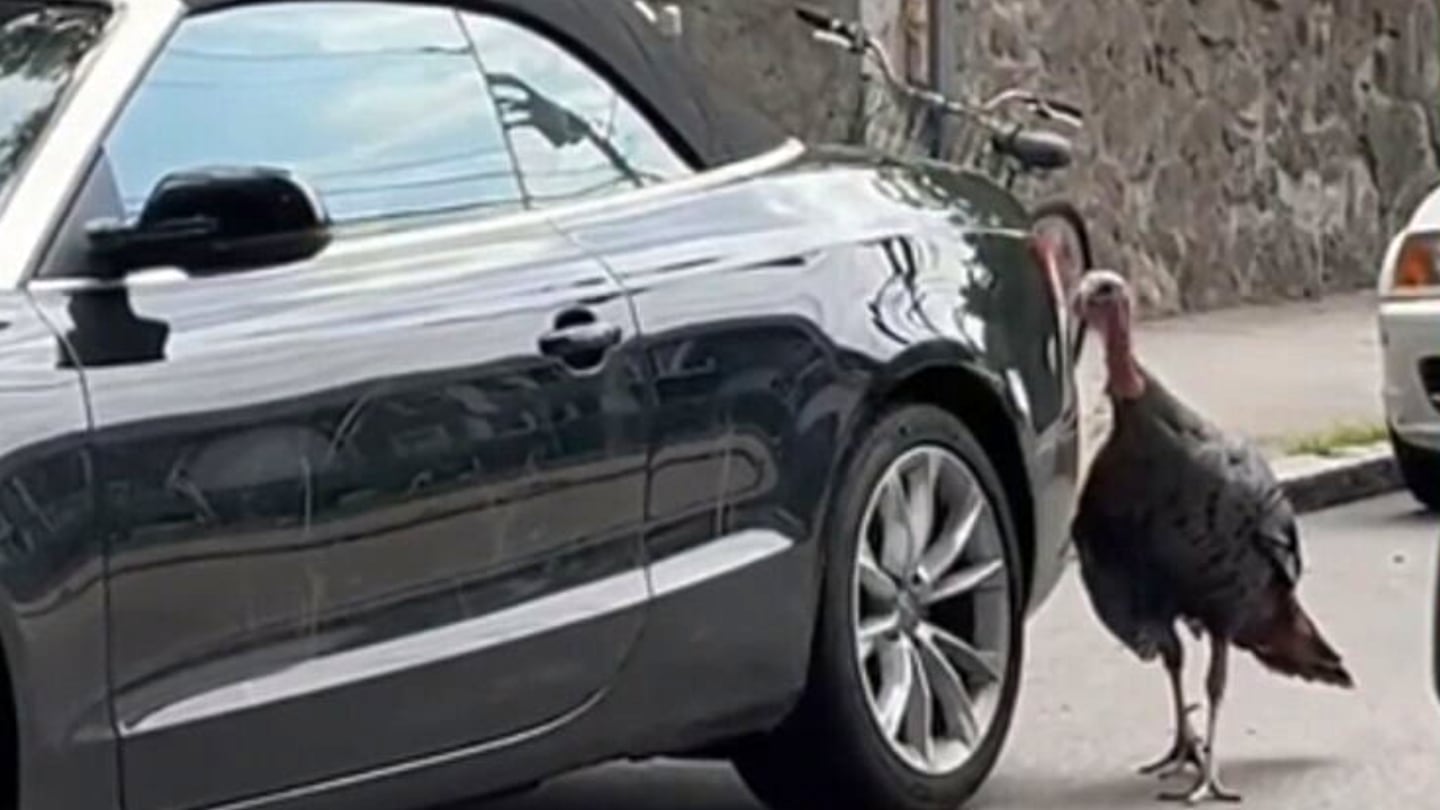 My jaw was on the floor: Video shows angry turkey attacking Boston womans car  Boston 25 News